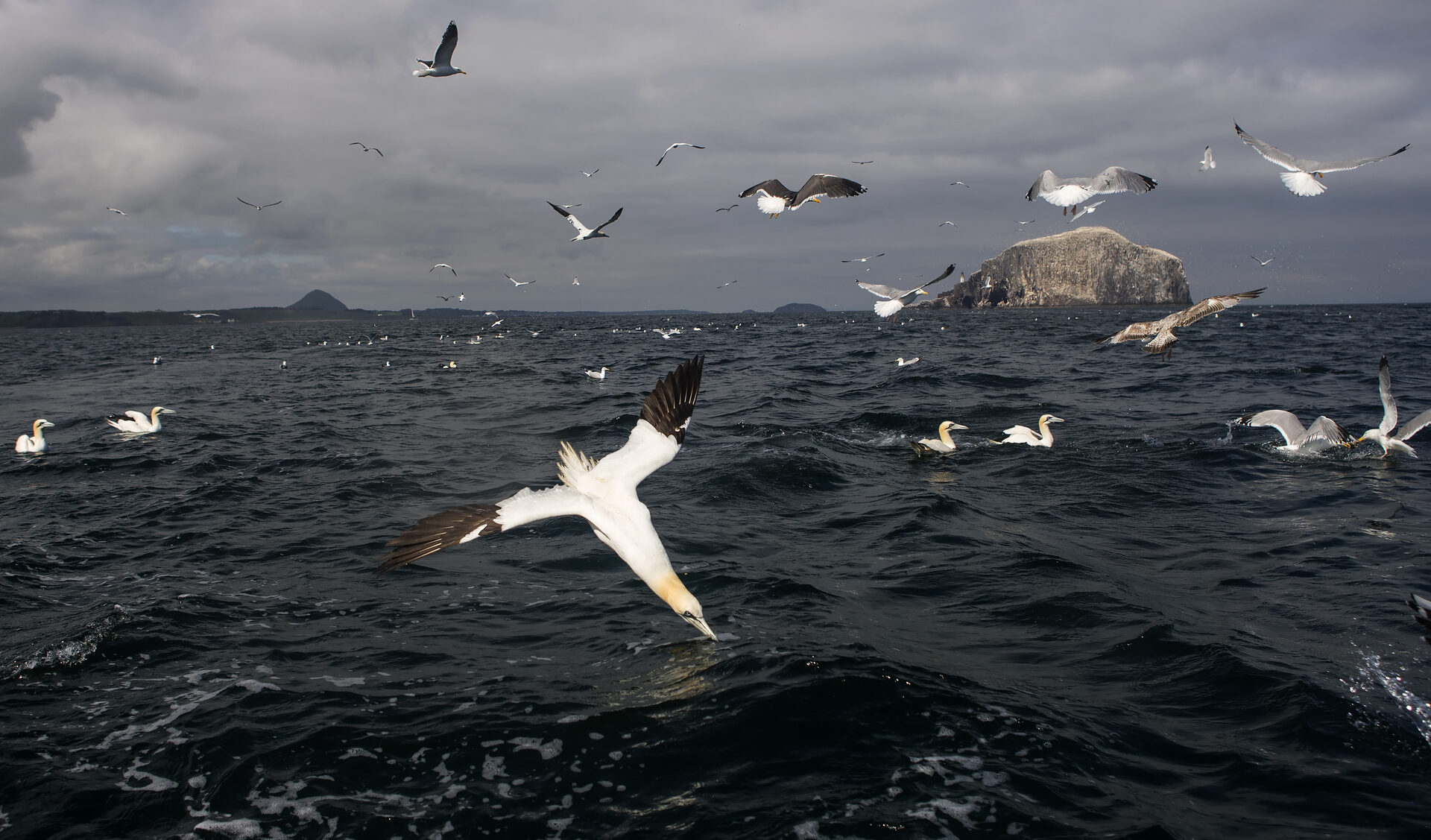 Northern gannet diving, Bass Rock